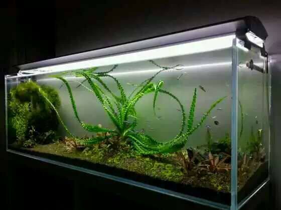 水草龙鞭鞭草鱼缸大水淡水七彩神仙小龙大龙细叶水草