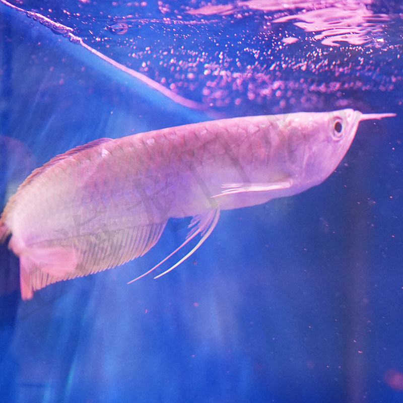 观赏鱼中大型凶猛巨型活鱼苗淡水好养耐活招财景观鱼热带鱼银龙鱼