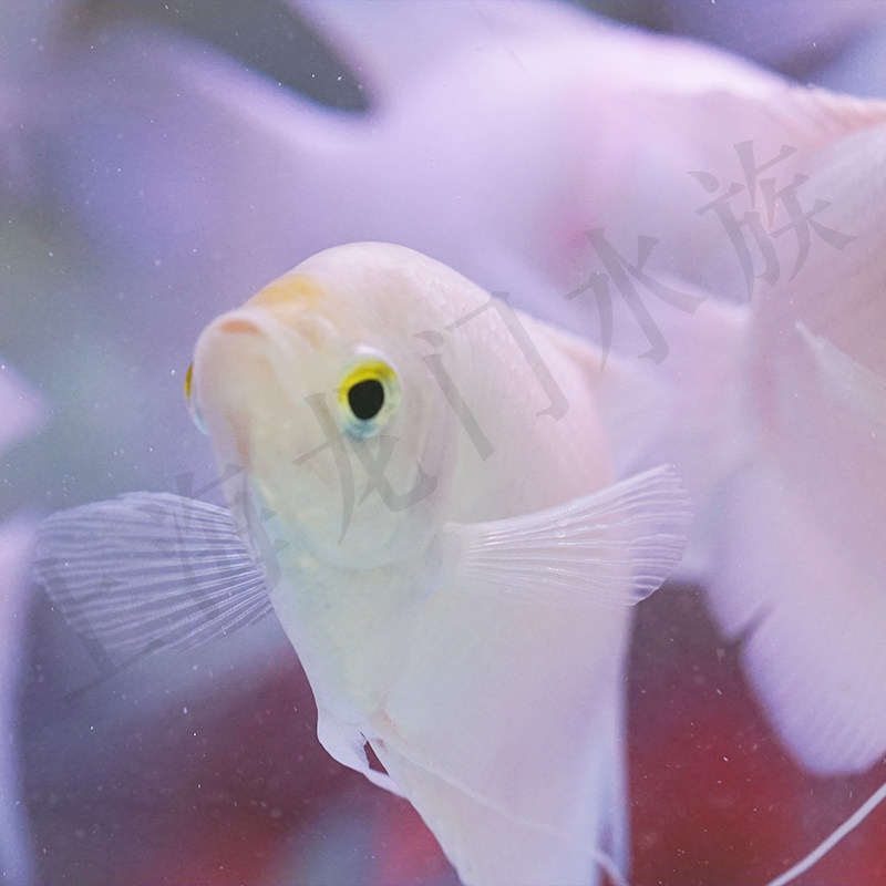 热带观赏鱼大型黄金战船鱼招财鱼长丝鲈大飞船战船鱼风水鱼活体