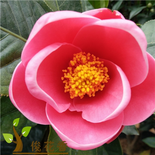 金花茶树苗盆栽防城四季金茶花室内阳台庭院名贵植物带花苞包邮