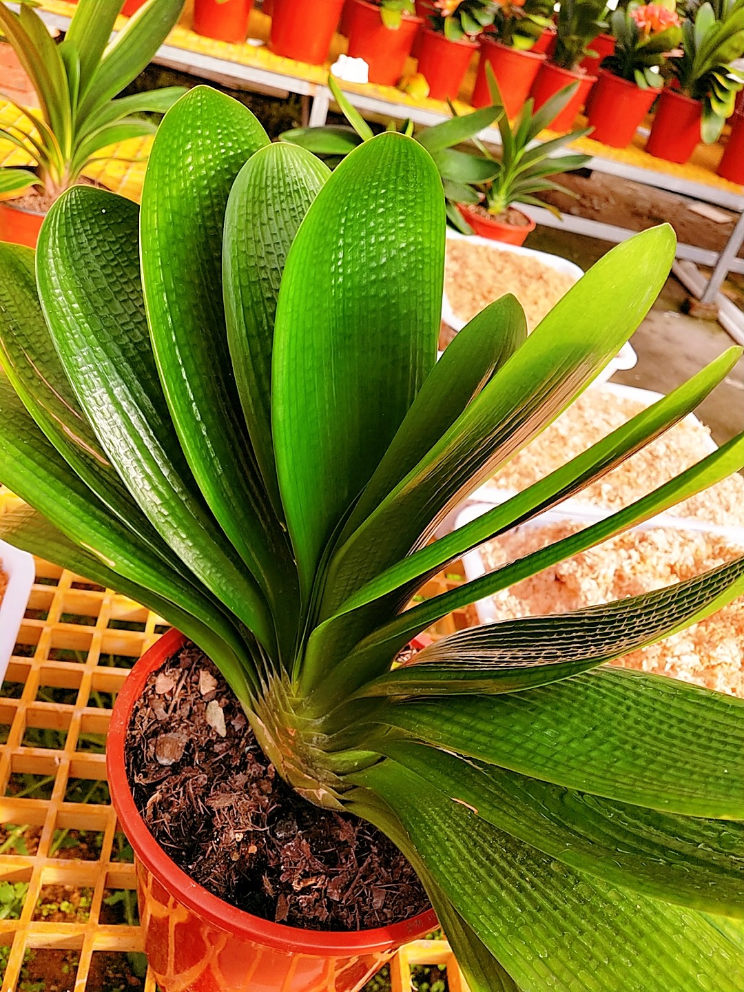 直播专拍精品君子兰宽短深坑麻脸立板高膜绿植绿植