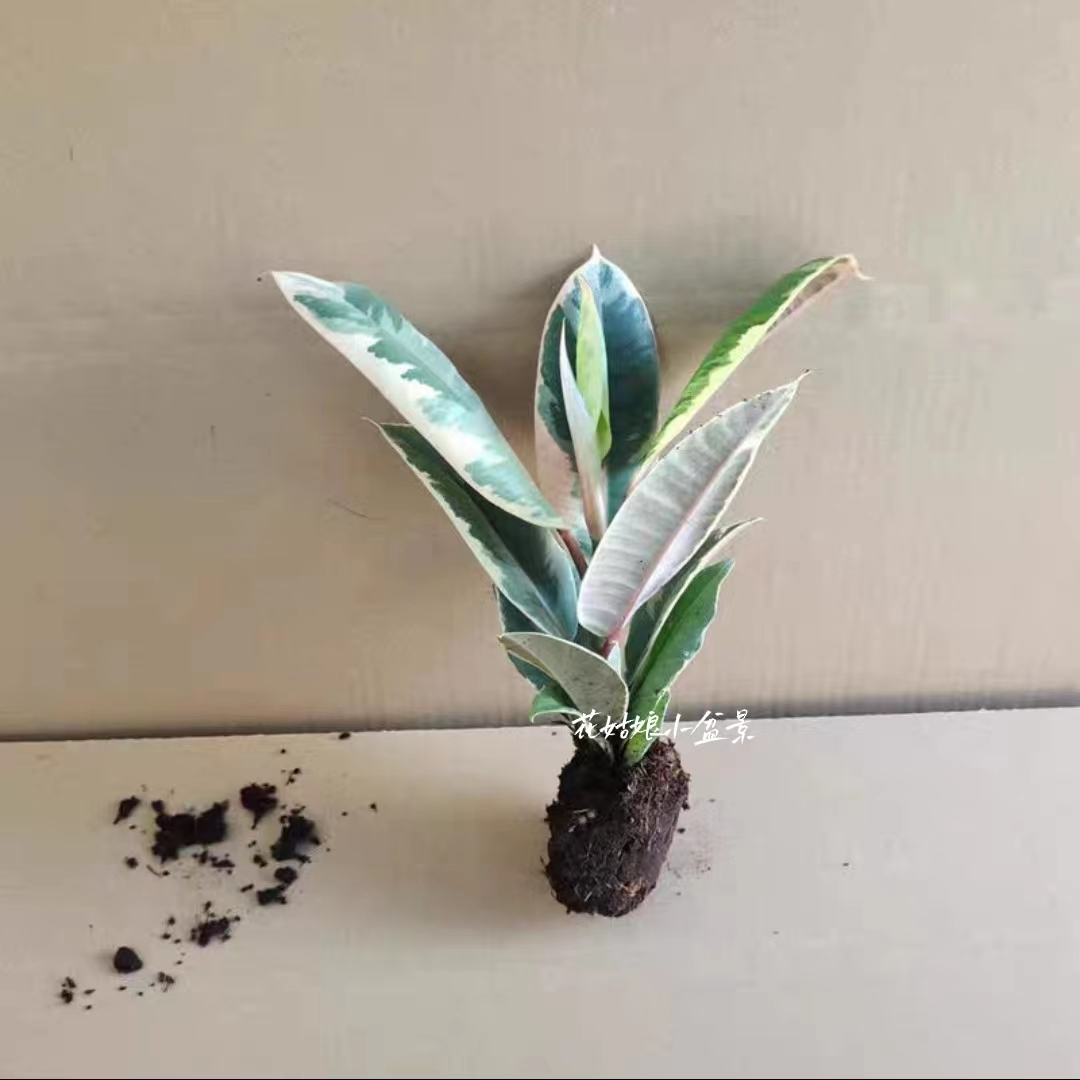 花叶金刚橡皮盆栽室内绿植净化空气甲醛四季常青绿植