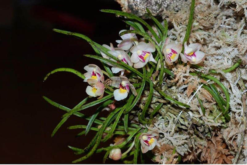 短距槽舌兰园艺附生兰小型雨林缸养造景原生种苗迷你附生兰苗包邮