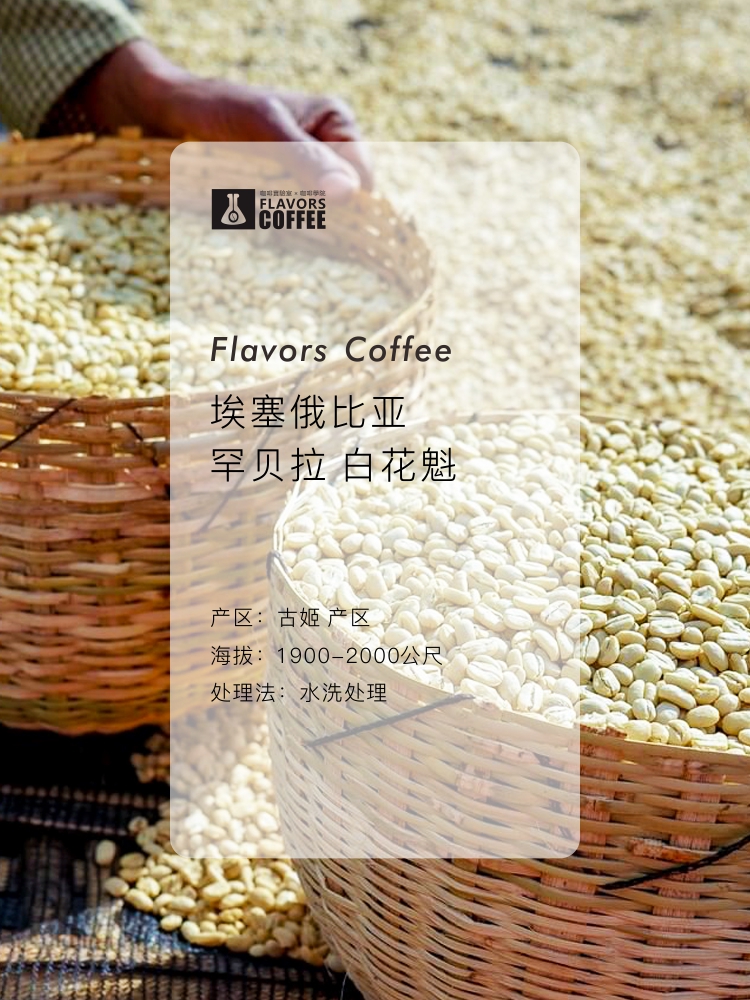 凑味咖啡 白花魁 埃塞俄比亚古姬罕贝拉精品单品手冲咖啡豆120g