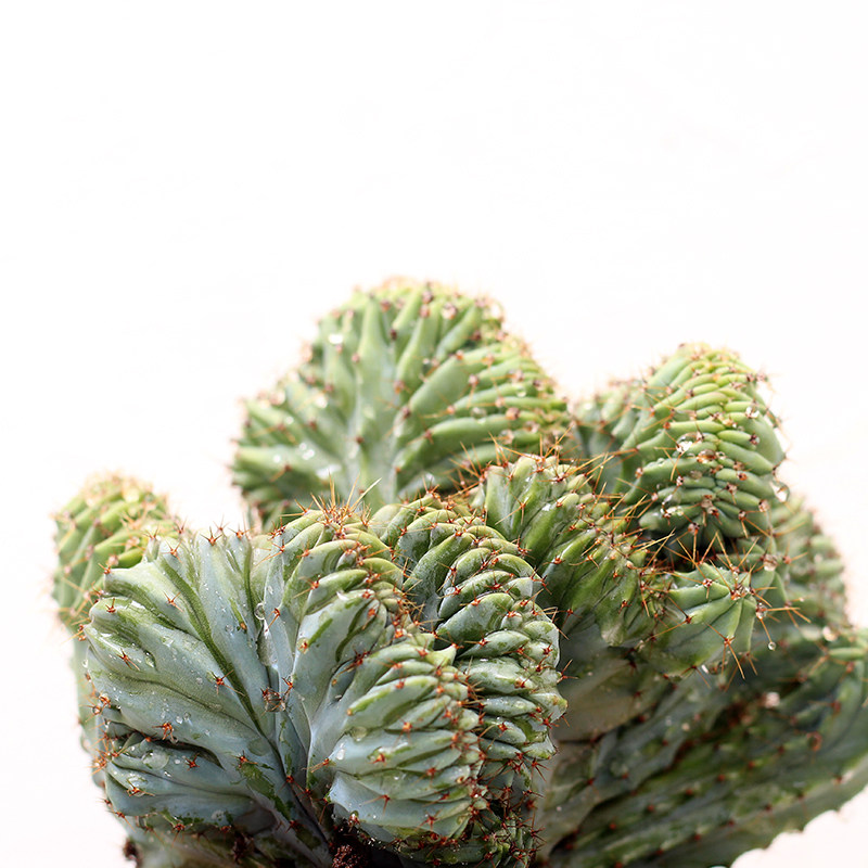 龙神木缀化一物一拍 稀有仙人掌多肉植物 变异仙人球仙人柱 自根