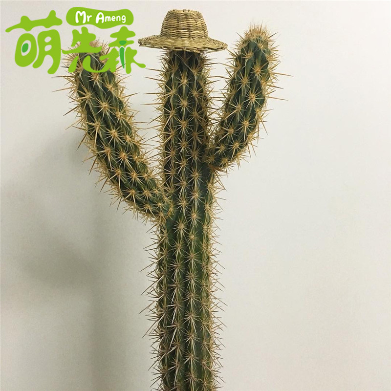 青衣大型沙生植物手臂仙人柱毛柱属仙人掌园林景观多肉植物