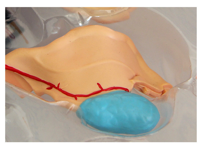 模型4dmaster女性阴道生殖系统模具解剖医学飞机模型