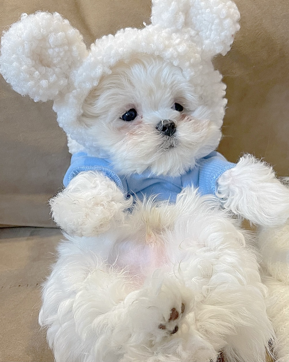 pppig加绒小熊卫衣博美约克夏马尔马尔济斯宠物狗宠物服装