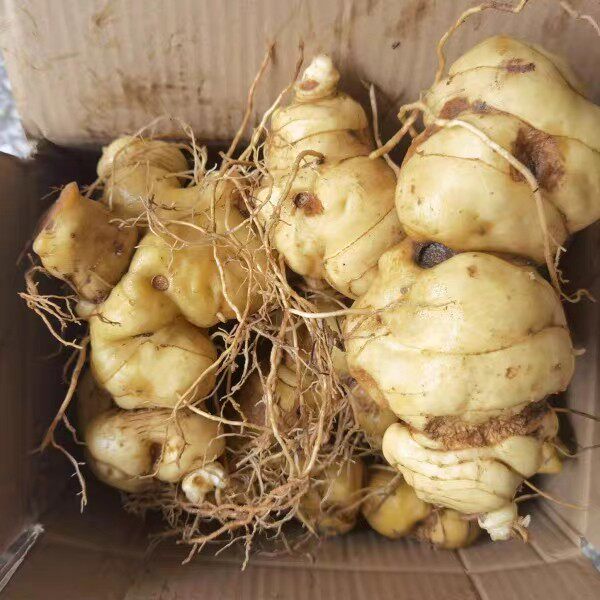 黄精云南新鲜野生鸡头老虎姜土灵芝泡酒煲汤黄精