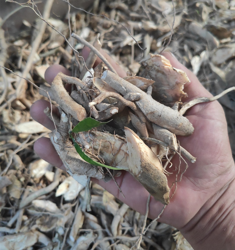 野生栀子根 黄栀子根 黄果根 黄枝子根 山栀根 黄桅子根500克晒干