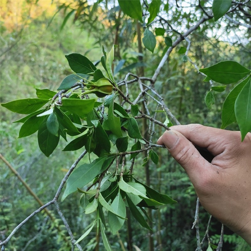 野生栀子根 黄栀子根 黄果根 黄枝子根 山栀根 黄桅子根500克晒干