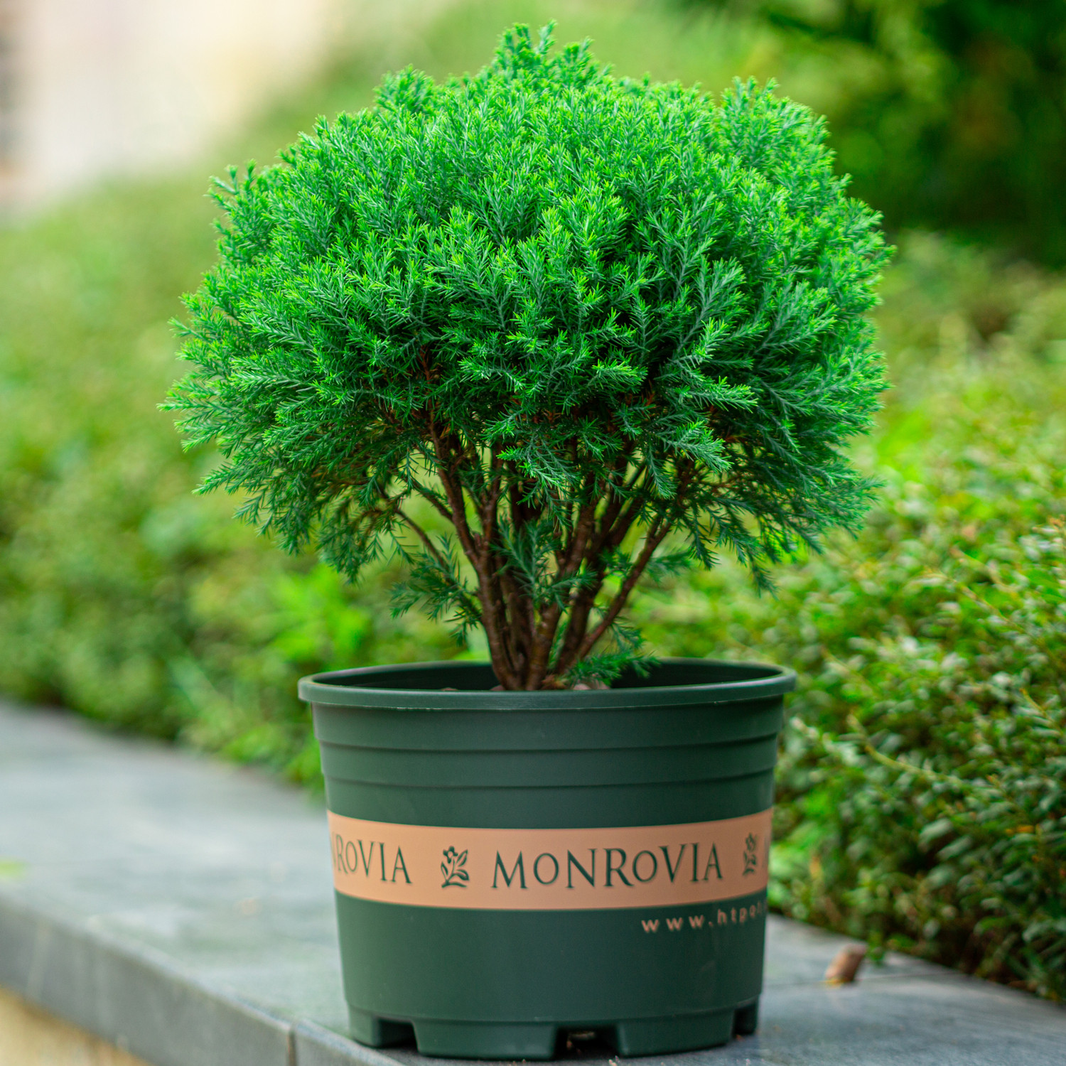 雾松盆栽雾凇四季常青树室外庭院阳台花卉植物绿植