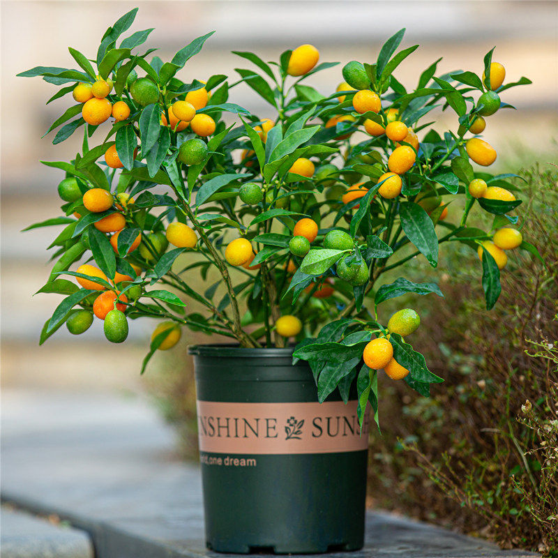 金桔树植物观桔子果树果苗绿植果年好养阳台庭院绿植