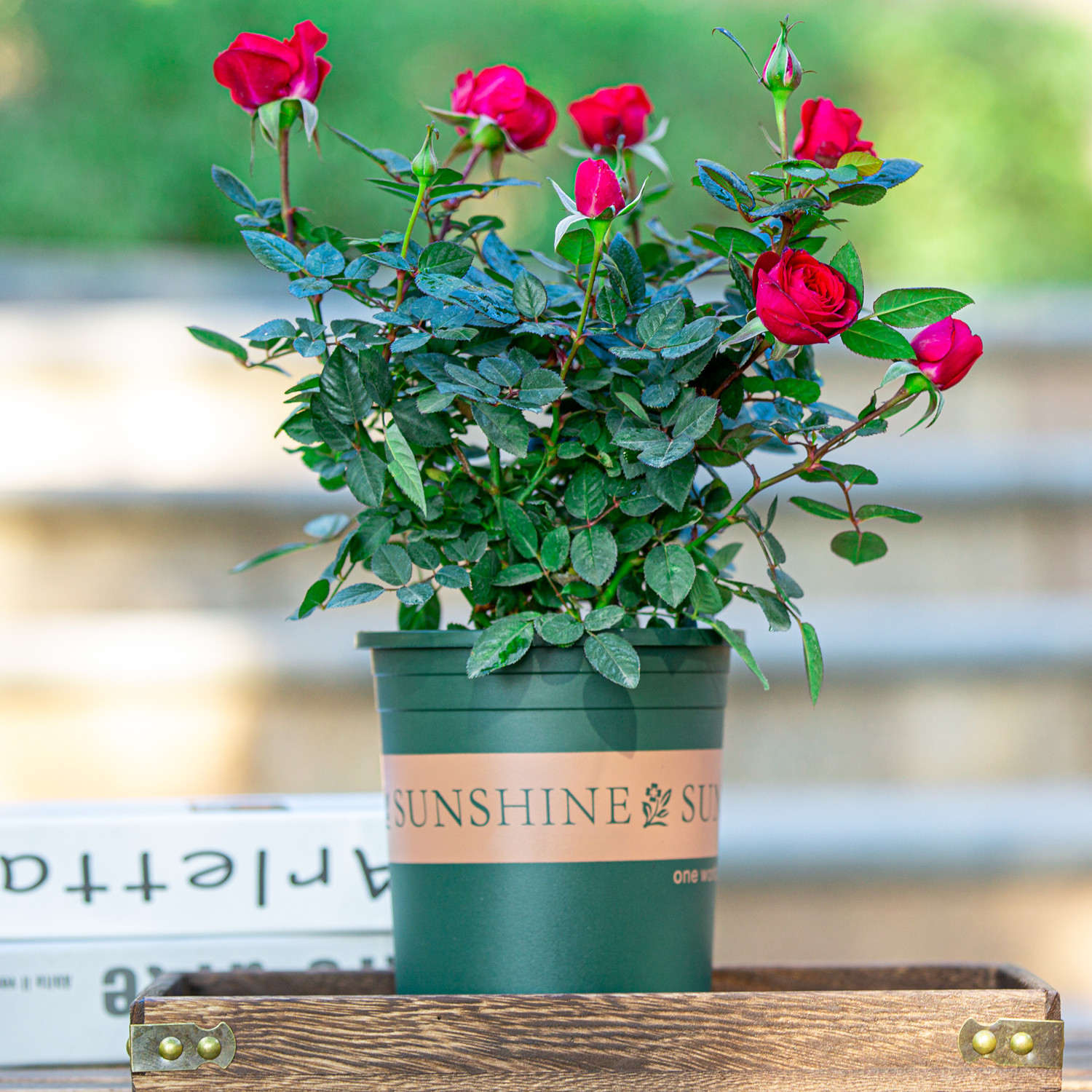 玫瑰花盆栽花苞室内阳台四季开花植物室外花卉时令草本花卉