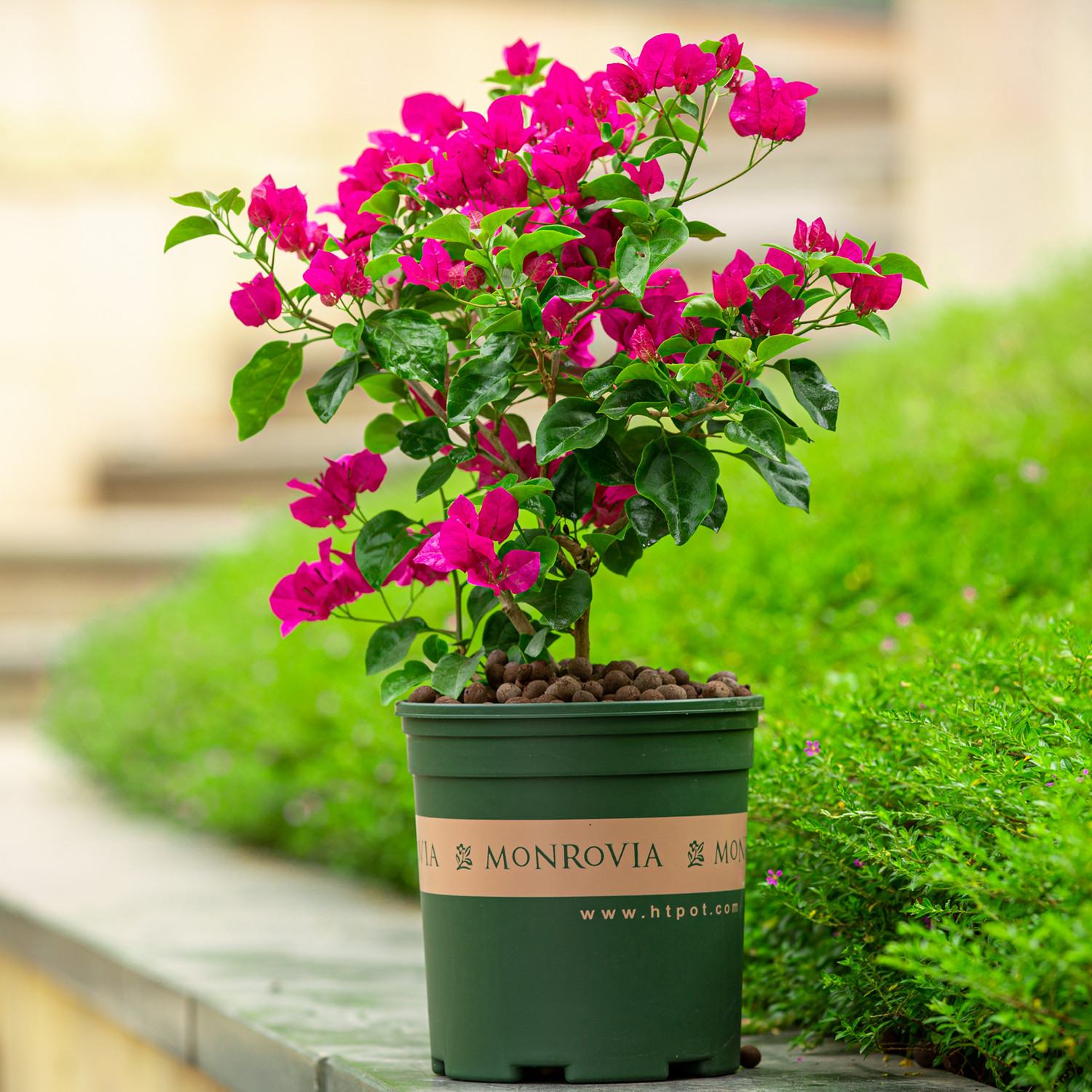 三角盆栽室外阳台花园好养四季开花不断植物时令草本花卉