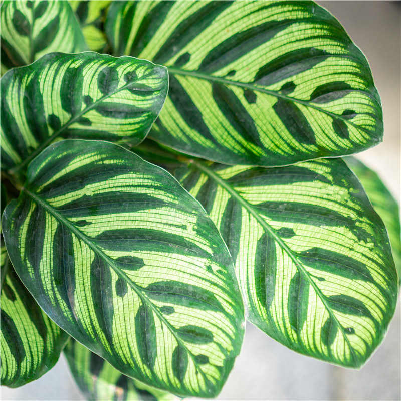 孔雀植物绿植叶绿植甲醛观净化空气竹芋常青四季办公桌绿植