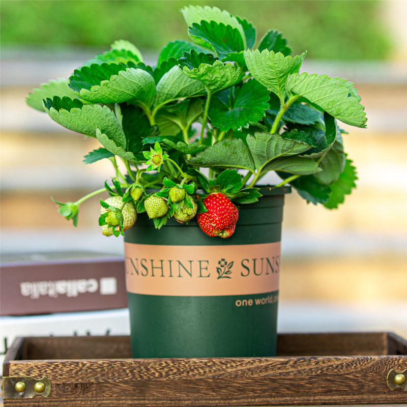 日本红颜草莓盆栽带土带果阳台四季好养水果绿植