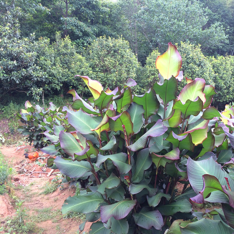 蕉芋农家自制淀粉芋粉竹芋魔芋粉拌肉芭焦芋特色米