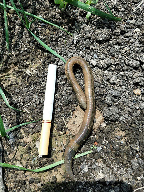 蚯蚓钓鱼鲜活特大号饵料黄鳝地龙活体体臭野生台钓饵