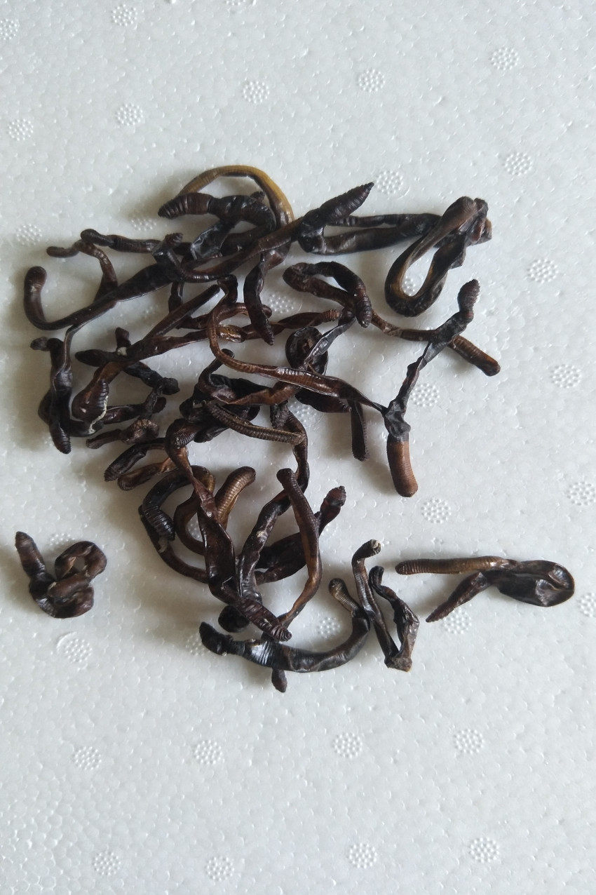 大黑蚯蚓干整条地龙干钓黄鳝鱼饵泥鳅诱饵龟料500g臭蚯蚓青蚯蚓