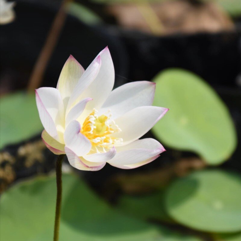 荷花洛神神女萌宝花苑真小微型迷你碗莲种子花卉