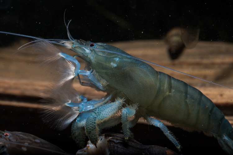 非洲巨型网球喀麦隆巨人盔甲金刚宠物观赏大虾虾