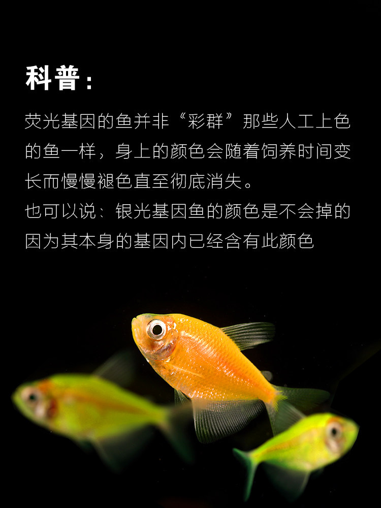 天使拉拉鱼彩群玻璃拉拉荧光色基基因不掉掉色鱼