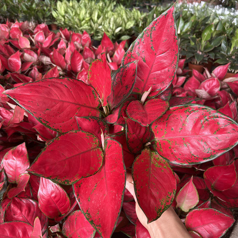 红颜植物叶子红叶美观喜庆绿植如意叶绿植室内观绿植