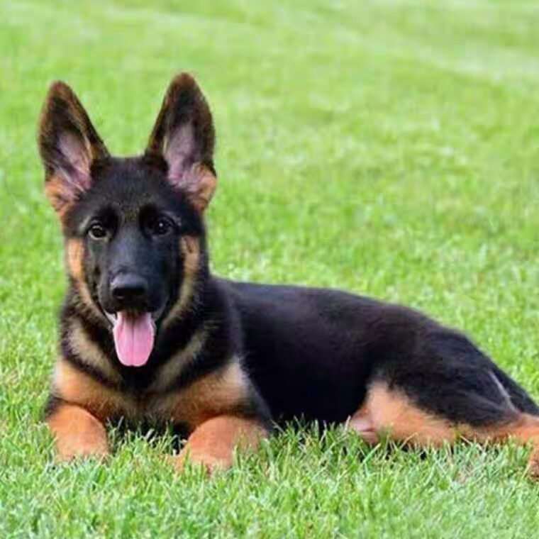 纯种狼狗宠物狗宠物大型活体警犬德牧弓背牧羊犬畜牧