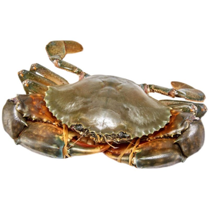 三门鲜活大青大红膏蟹海鲜螃蟹超大母蟹2斤青蟹