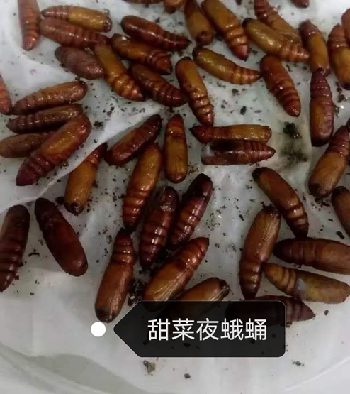 野生草地贪夜蛾秋粘虫行军活体昆虫蛹幼虫卵特色爬宠