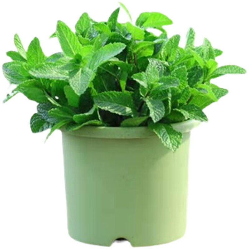 2盆便宜迷迭香薄荷盆栽可食用香草植物香料牛排绿植