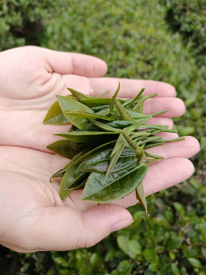 特级2022秋绿绿茶上市大沙天露山茶秋茶雅绿日照绿茶