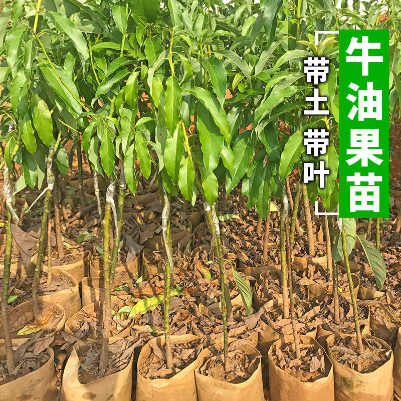 牛油果苗树苗嫁接南方北方种植当年结果鳄梨果树