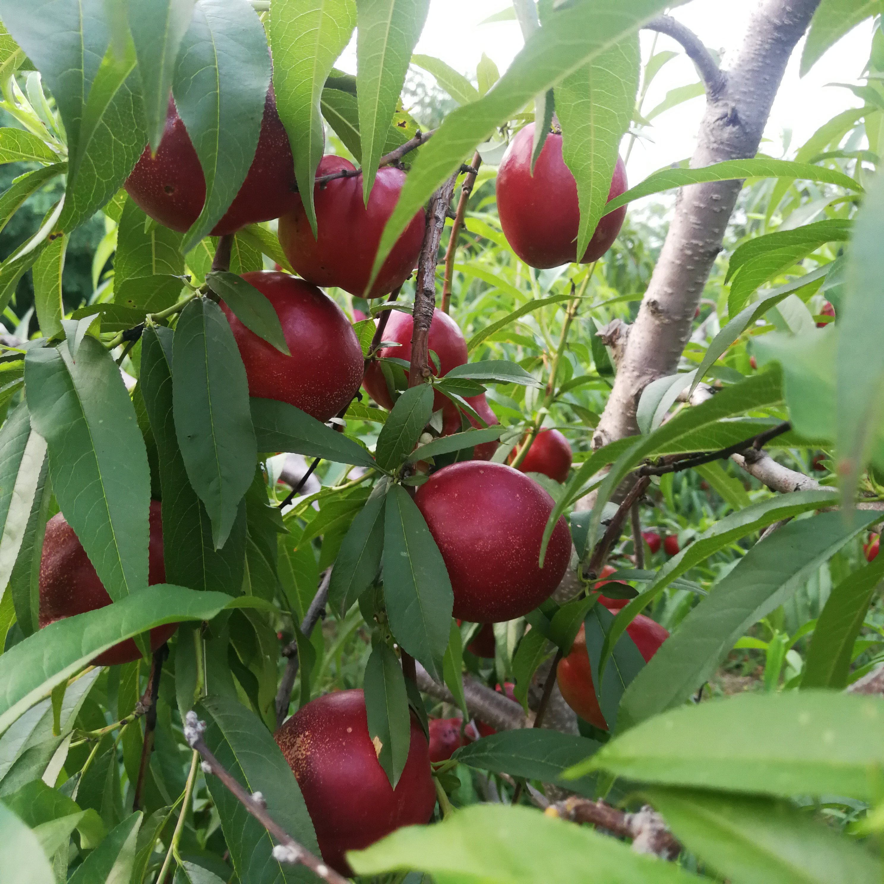 大连新鲜黄心油桃应季水果桃子脆甜特大红桃桃