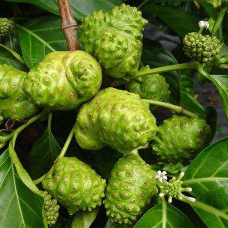 海南新鲜丽果熟果20斤noni果诺尼果大溪地诺丽酵素其它