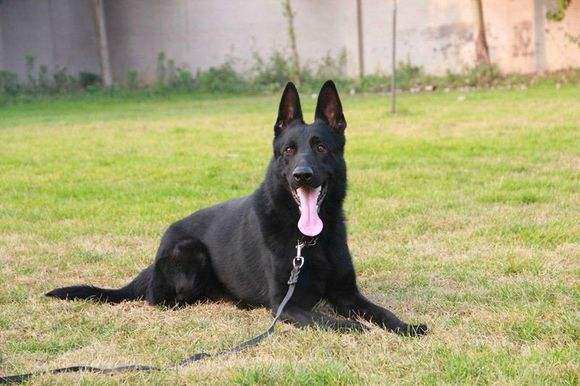 东德牧羊犬纯种幼犬黑色太极狼灰养殖畜牧