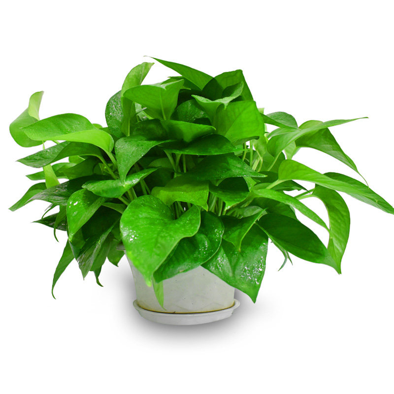 绿萝批发 室内办公室吸除甲醛吊兰花卉绿箩小盆栽整箱常绿叶包邮