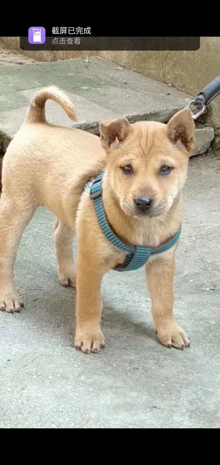 纯种广西猎犬养殖打猎师傅黑狗中华畜牧