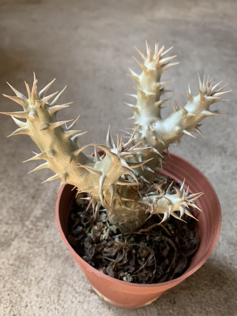 女王四海园艺席巴巴西块根多肉植物仙人根茎多肉植物