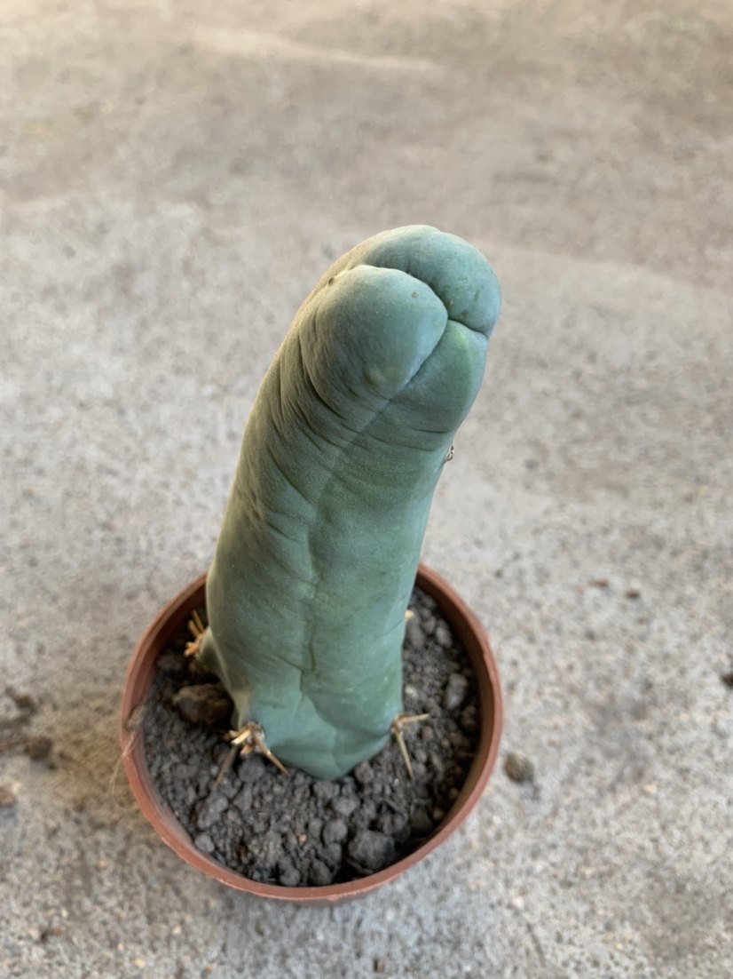 四海园艺程程柱精品仙人防辐射实生单头多多肉植物