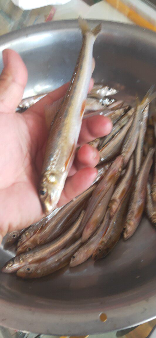 千岛湖生态活鱼可吃淡水鱼新鲜大眼睛棍子子鱼无刺其它