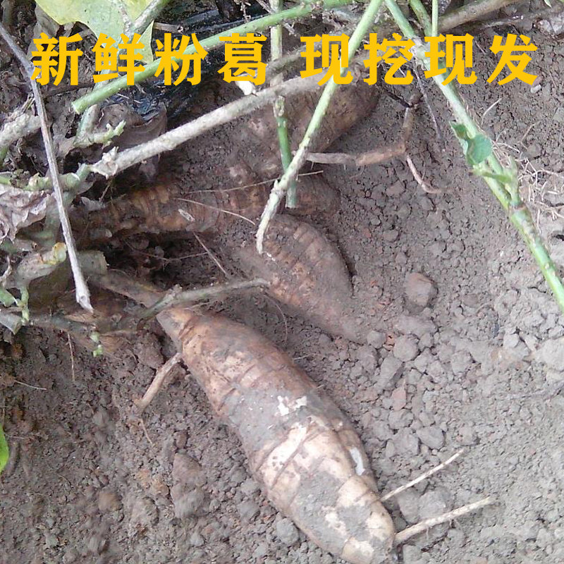 粉葛新鲜黄葛葛根增城派潭水水晶无渣清甜广东其它