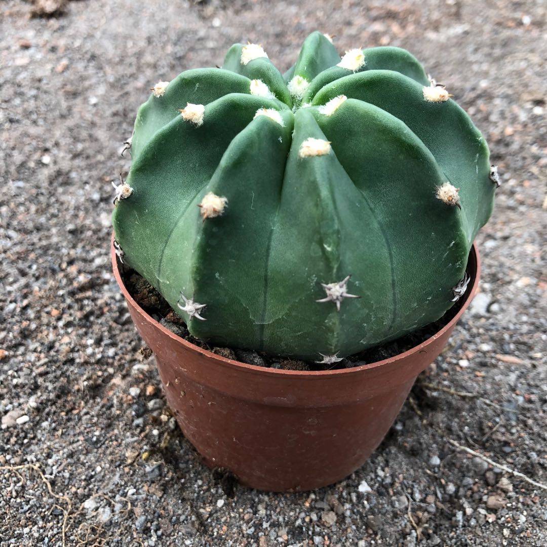 实生短毛丸大颗仙人球无刺开开花多肉植物办公多肉植物