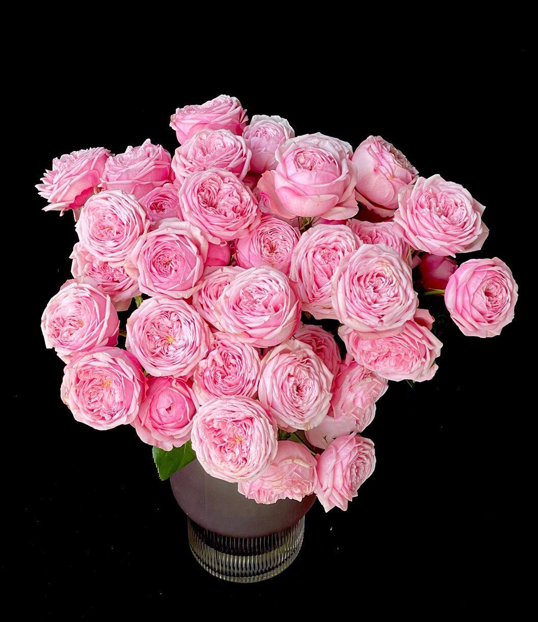 铃兰家曼斯菲尔德粉色庄园2021荷兰vip花园玫瑰花卉