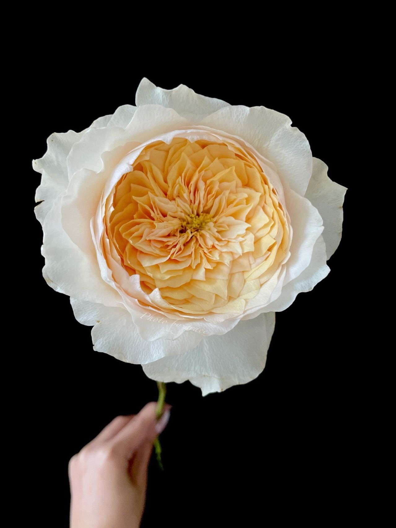 铃兰家艾菲新品奥斯汀玫瑰玫瑰花花苗盆栽月季切花花卉