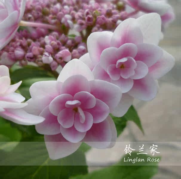 铃兰家 | 雨中曲 绣球花苗 带盆中苗 超美 包对版