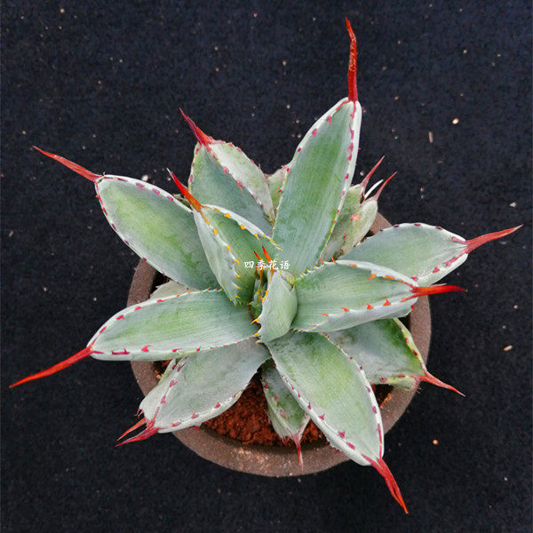 龙舌植物贝壳龙龙舌兰科盆栽品种兰多净化空气花卉多肉植物
