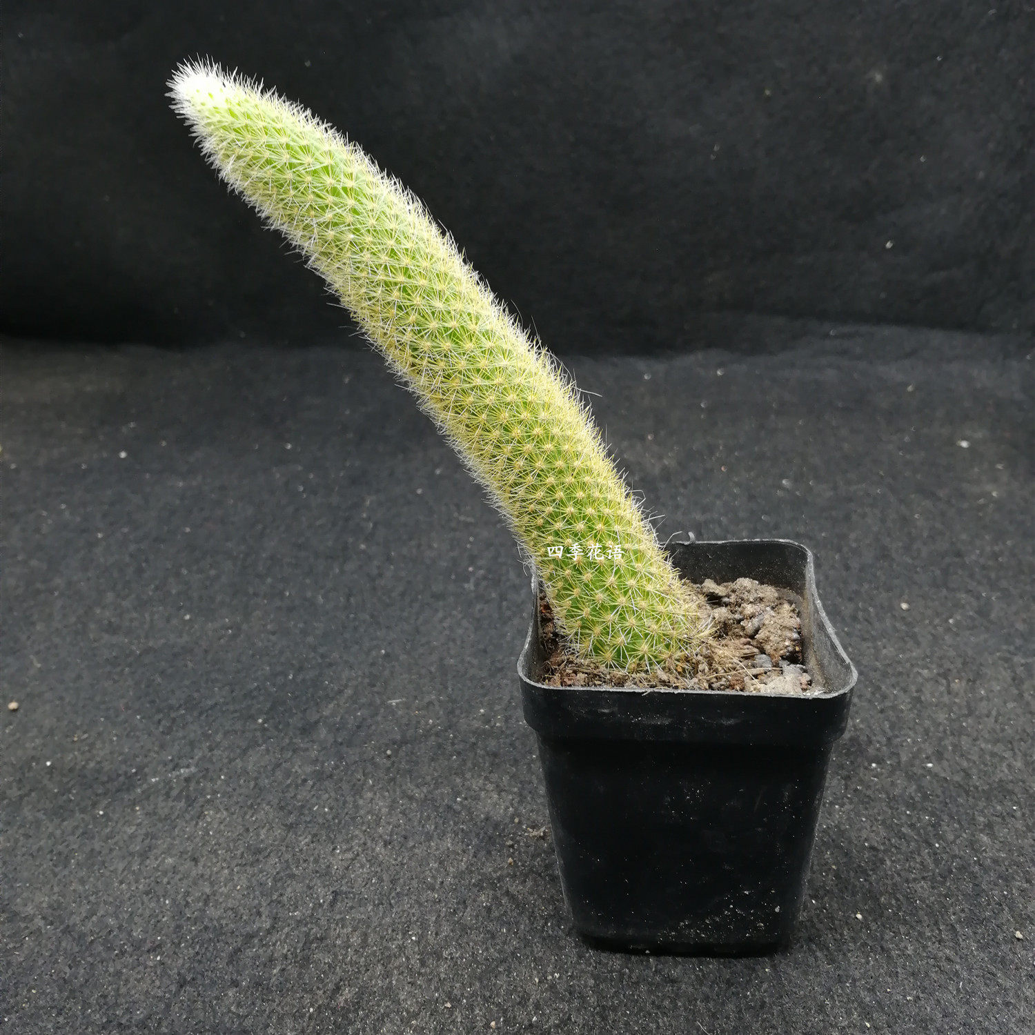 猴尾花柱类多长毛九尾狐尾巴软毛垂吊掌科仙人掌多肉植物