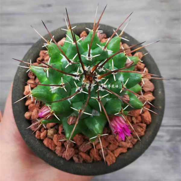 白龙王开花仙人球盆栽 多肉植物 会开花品种仙人球 室内花卉绿植